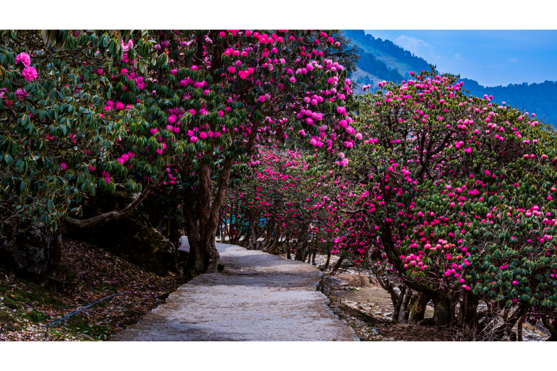 Devnagri T&T 2_tracks_tungnath